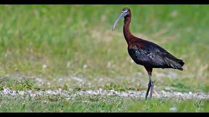 Glossy Ibis