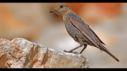 Blue Rock Thrush