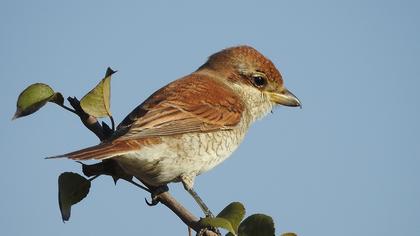 Red-backed Shrike