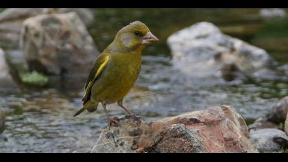 European Greenfinch