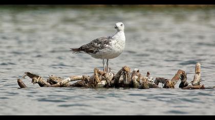 Yellow-legged Gull