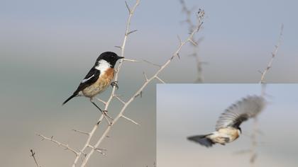 Siberian Stonechat