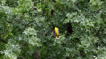 Eurasian Golden Oriole