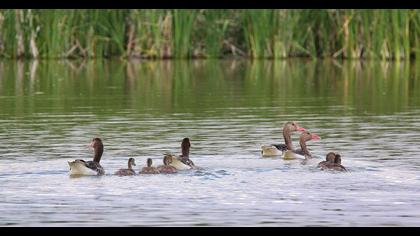 Greylag Goose