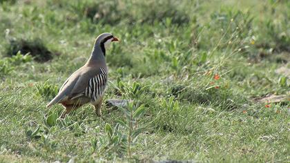 Chukar Partridge