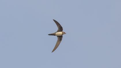 Alpine Swift