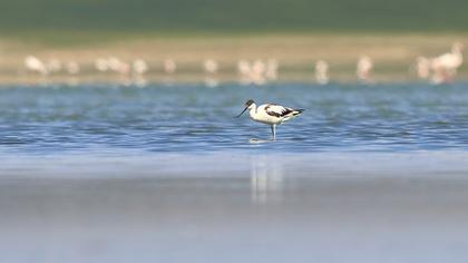 Pied Avocet