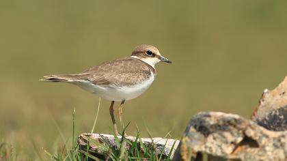 Little Ringed Plover