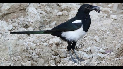 Eurasian Magpie