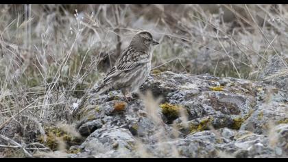 Rock Sparrow
