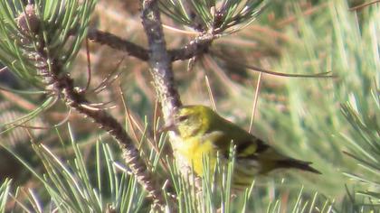 Eurasian Siskin