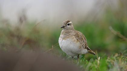 Eurasian Dotterel