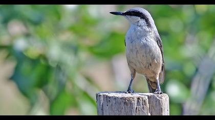Western Rock Nuthatch