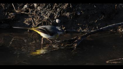 Grey Wagtail