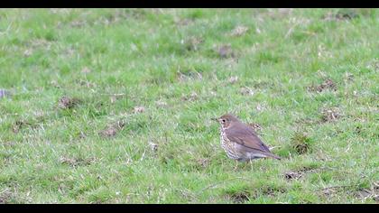 Song Thrush