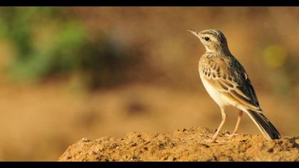 Tawny Pipit