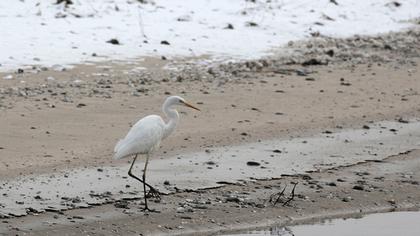 Great Egret
