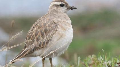 Eurasian Dotterel