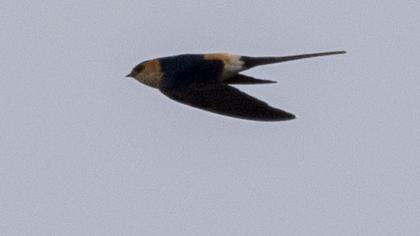 Red-rumped Swallow