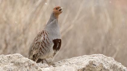 Grey Partridge