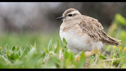Eurasian Dotterel