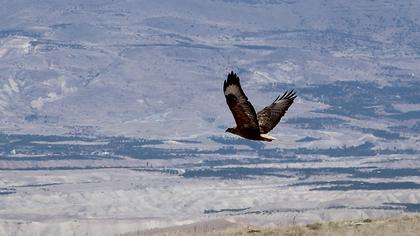 Long-legged Buzzard