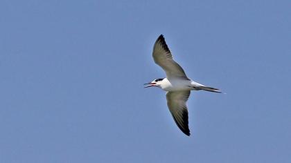 Whiskered Tern