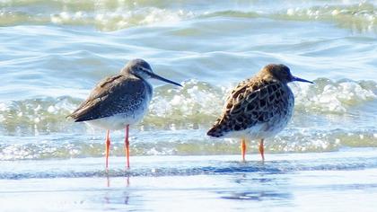 Spotted Redshank