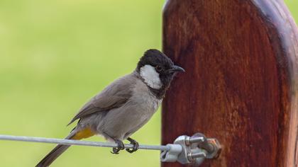 White-eared Bulbul