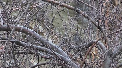 Black-throated Thrush