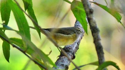 Common Chiffchaff