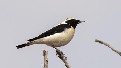 Karakulaklı kuyrukkakan