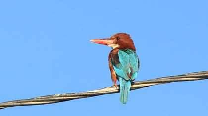 White-throated Kingfisher