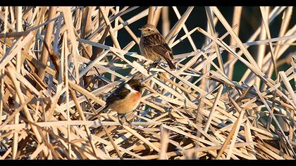 European Stonechat