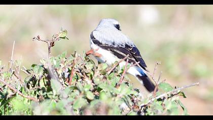 Northern Wheatear