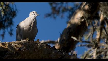 Eurasian Collared Dove
