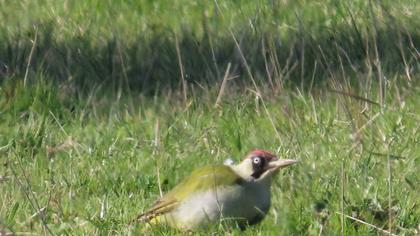 European Green Woodpecker