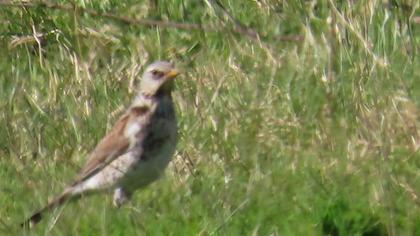 Fieldfare