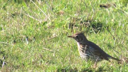 Song Thrush