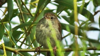 Cetti`s Warbler