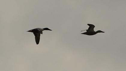Northern Shoveler