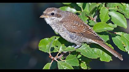 Kızılsırtlı örümcekkuşu