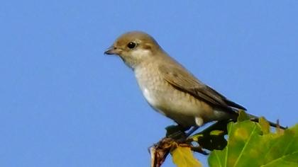 Isabelline Shrike