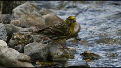 European Serin