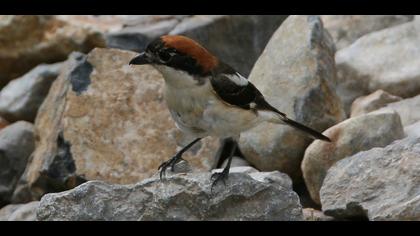Woodchat Shrike