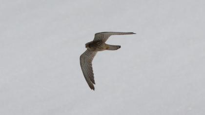 Common Kestrel