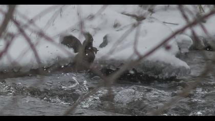 White-throated Dipper