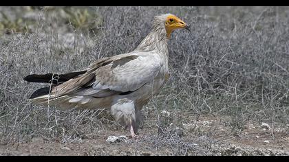 Egyptian Vulture