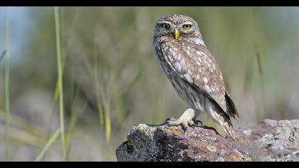 Little Owl