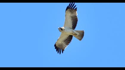 Booted Eagle
